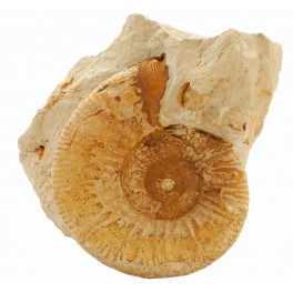 Homeoplanulites acuticosta Homeoplanulites acuticosta