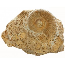 Ammonite callovien
