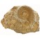 Ammonite callovien