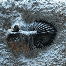  Trilobites8