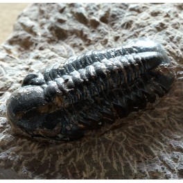 Trilobites10