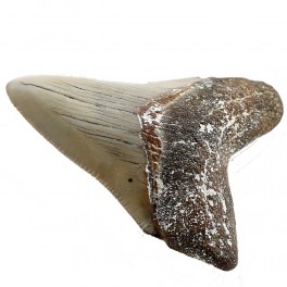 Megaselachus Megalodon