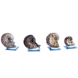 Lot ammonites de l'Albien supérieur