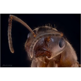 Formica (serviformica) sp 