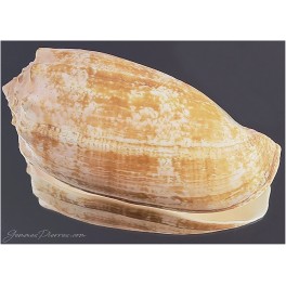 Conus geographus Conus geographus