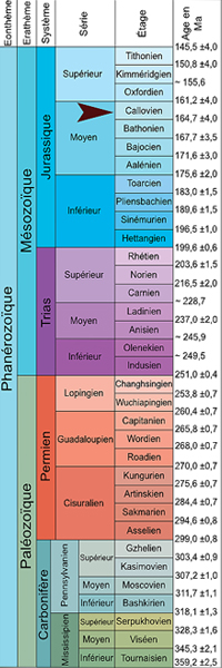 les ammonites sur l'échelle stratigraphique